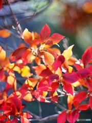 ドウダンツツジの紅葉