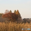 秋景