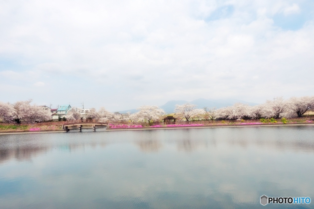 谷地沼の桜