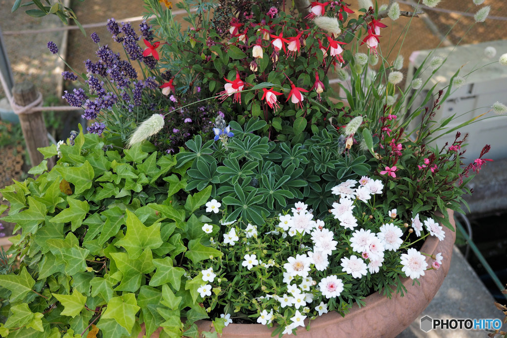 a potted flower