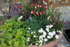 a potted flower