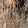 野鳥（オオジュリン）