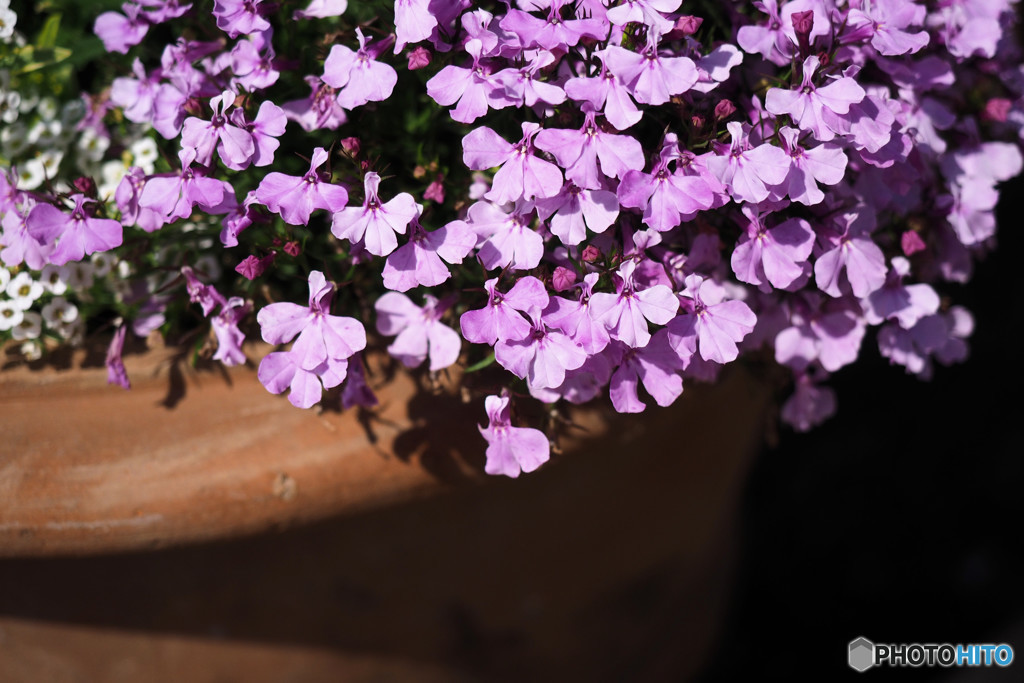 a potted flower