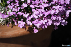 a potted flower