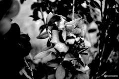 薔薇