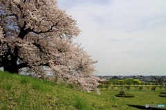 さきたま古墳公園⑤