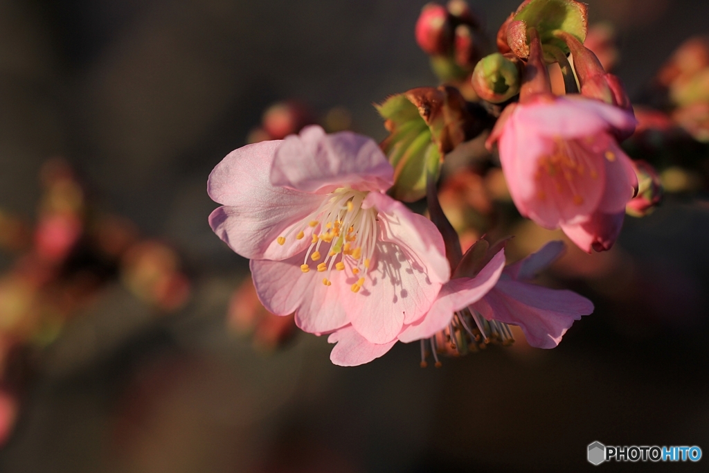 さくら開花