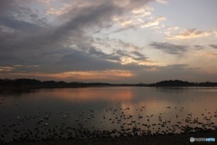 多々良沼（夕景）