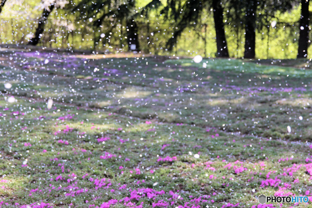 桜吹雪