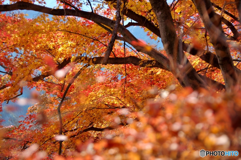 桜山公園