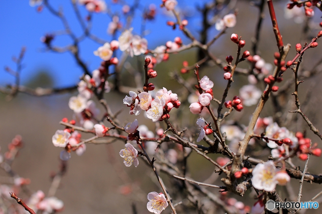 佐野市梅林公園