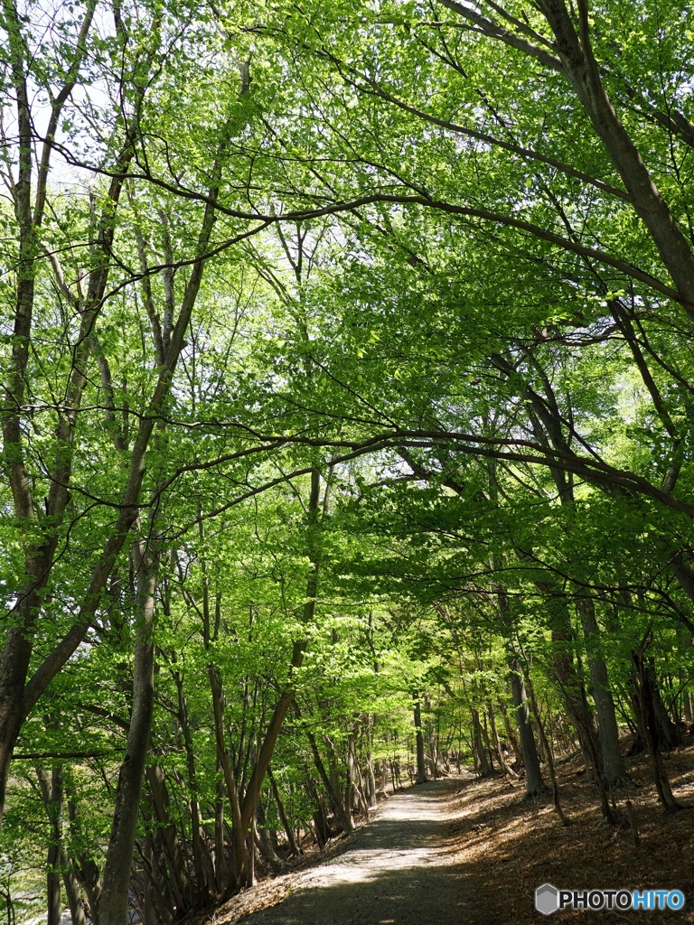 新緑のみち