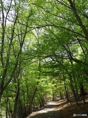 新緑のみち