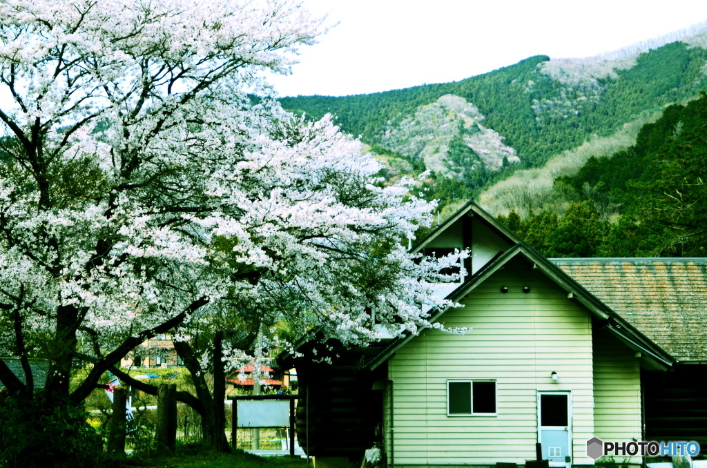 民家と桜