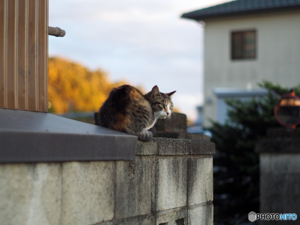 猫