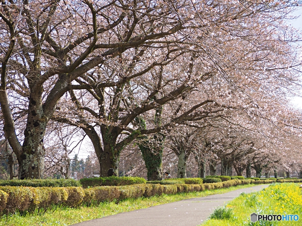 桜並木