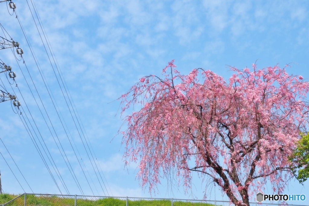 丘の上の桜