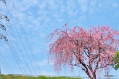 丘の上の桜