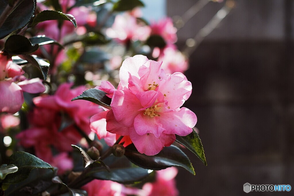 山茶花