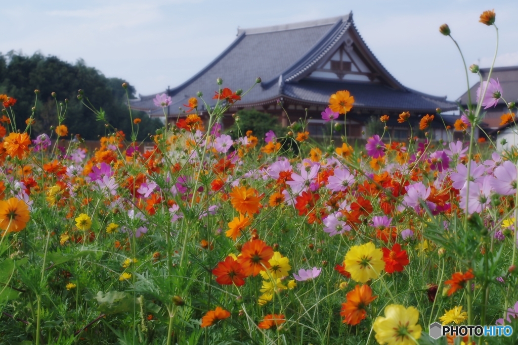 日本の風景