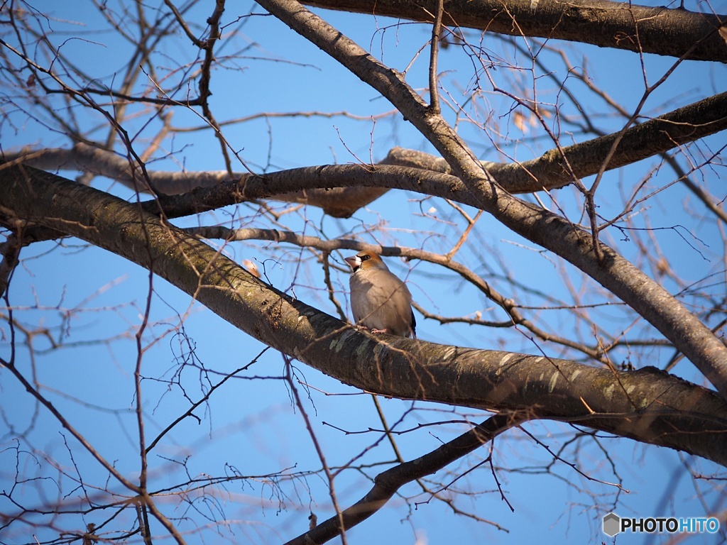 野鳥（シメ）