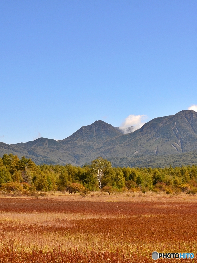 小田代ヶ原の貴婦人（白樺の木）