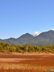 小田代ヶ原の貴婦人（白樺の木）