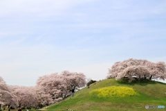 さきたま古墳公園②