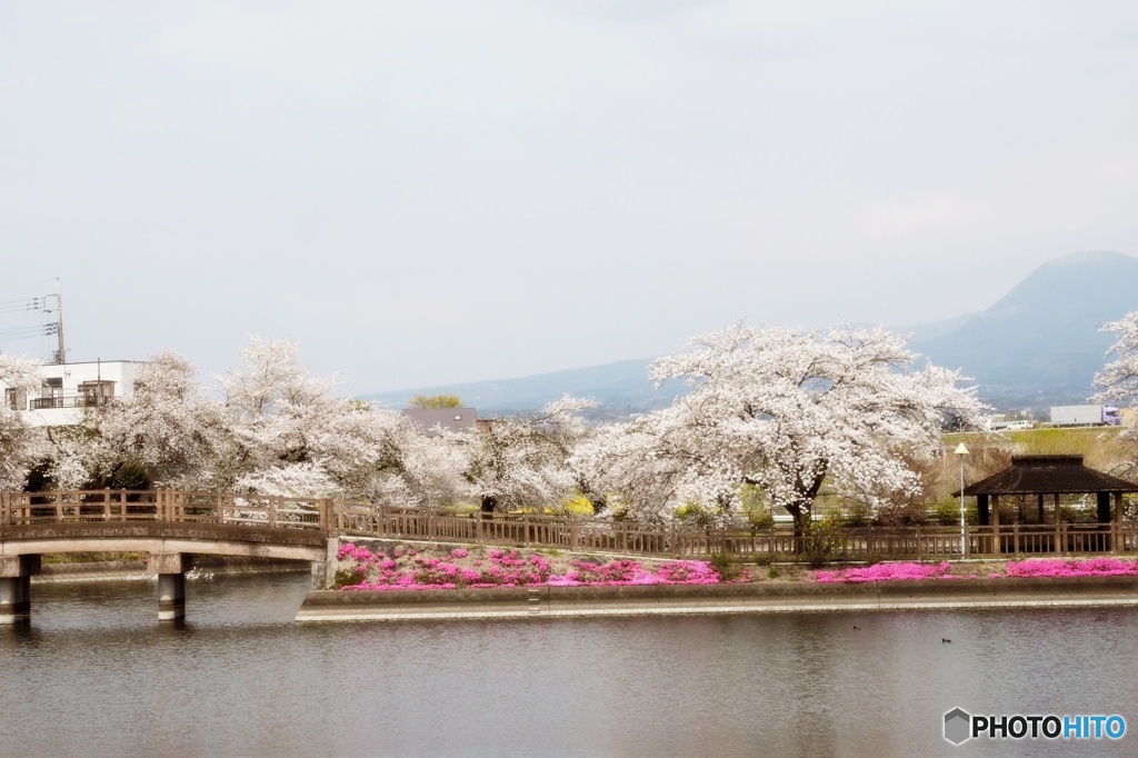 谷地沼の桜