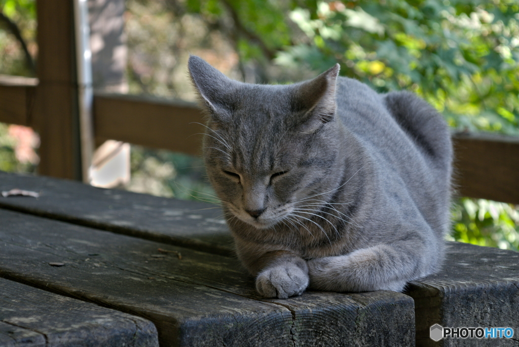 ねこ撮り