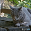 ねこ撮り