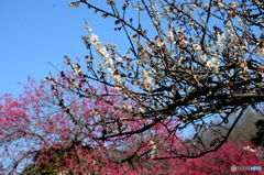 紅白