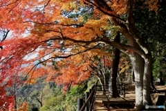 大平山（謙信平）