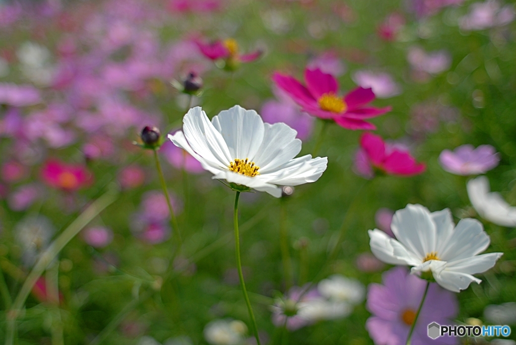 NikonD200のちから②