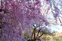 枝垂れ桜