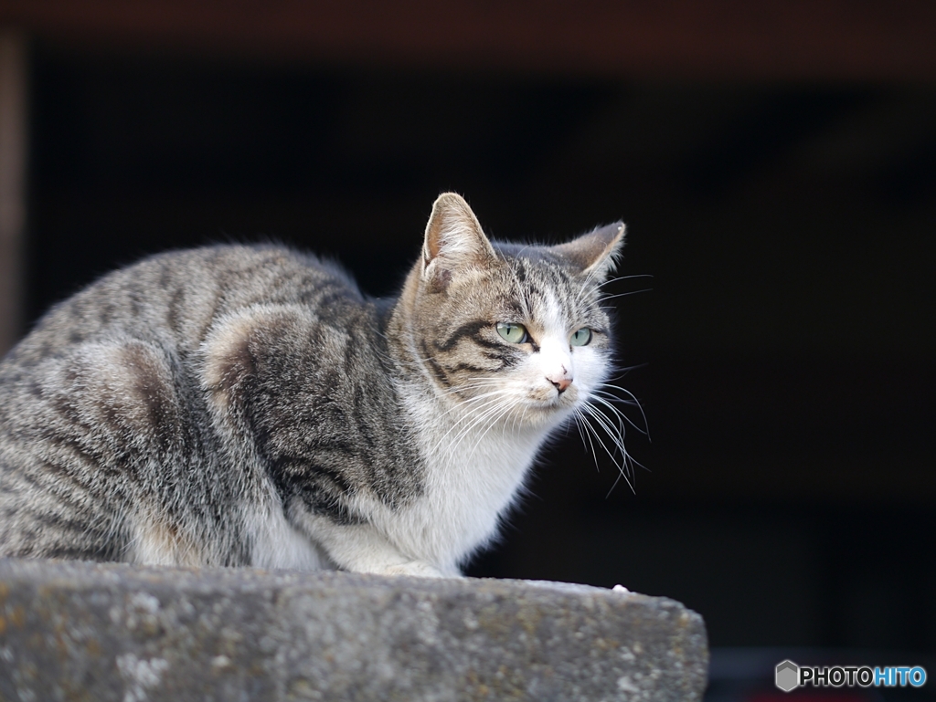 今日は猫の日