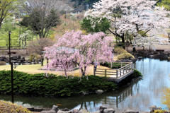 日本庭園（さくら）