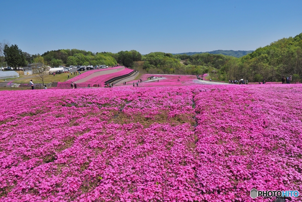 芝ざくら