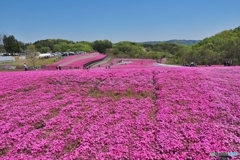 芝ざくら