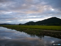 田園の朝②