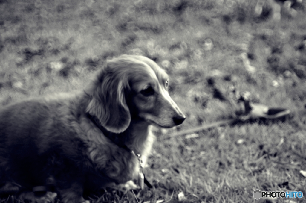 ダックスフンド