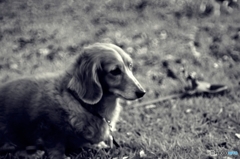 ダックスフンド