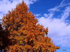 武蔵丘陵森林公園