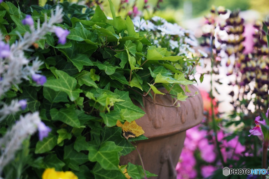 World in the flowerpots