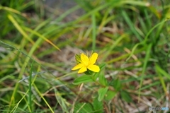 高嶺の花