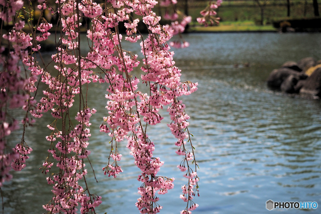 枝垂れ桜
