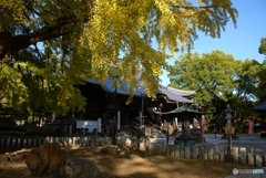 鑁阿寺（本堂）