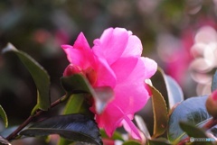 山茶花