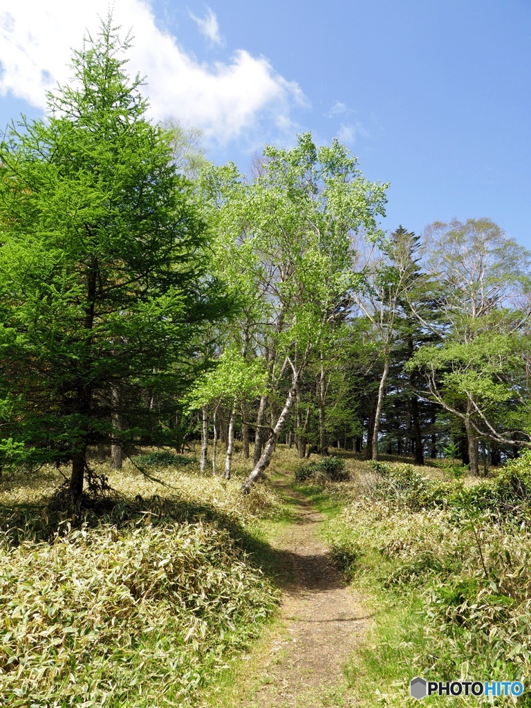 新緑の日光を行く②