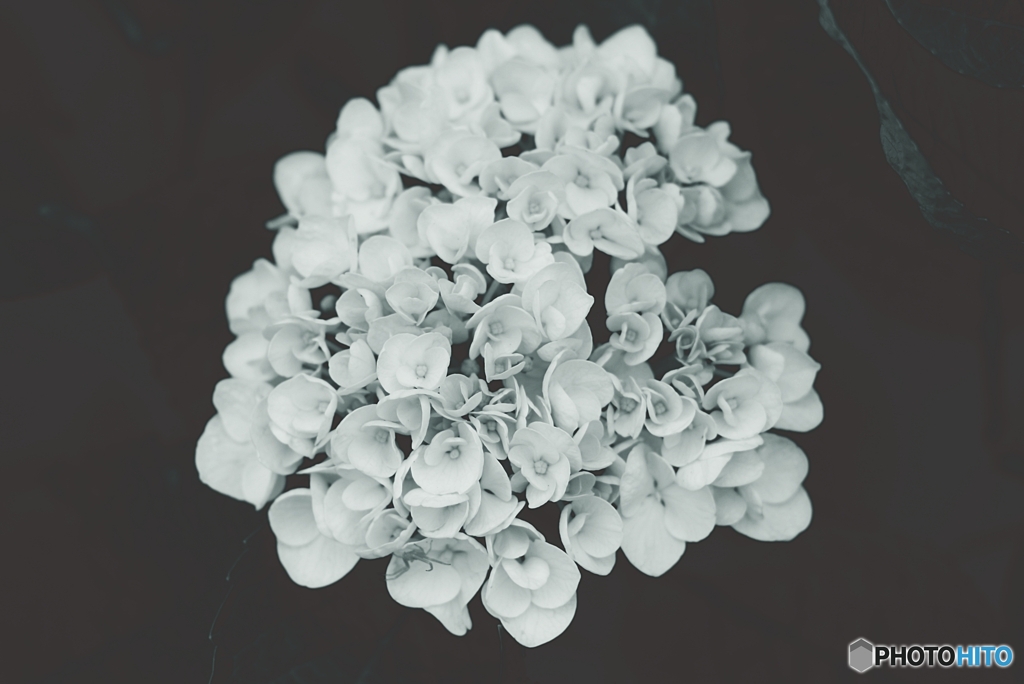 紫陽花